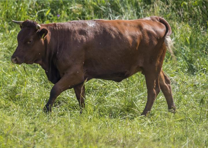 Brockenbauer Thielecke